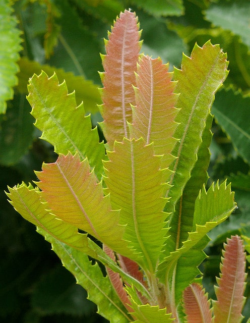 Banksia serrata