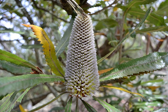Banksia serrata
