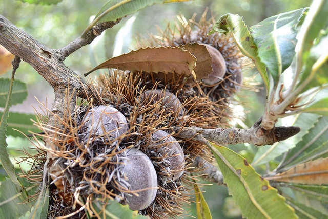 Banksia serrata (Banksia serrata)