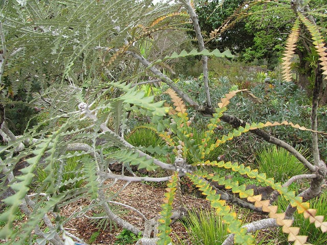 Banksia speciosa (Banksia speciosa)