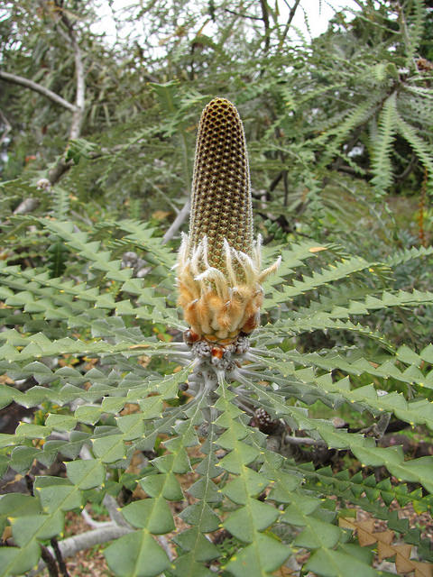 Banksia speciosa
