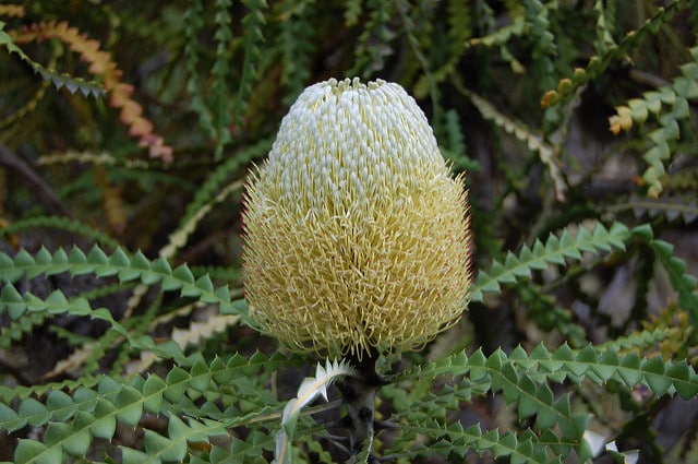 Banksia speciosa