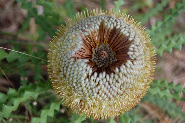 Banksia speciosa