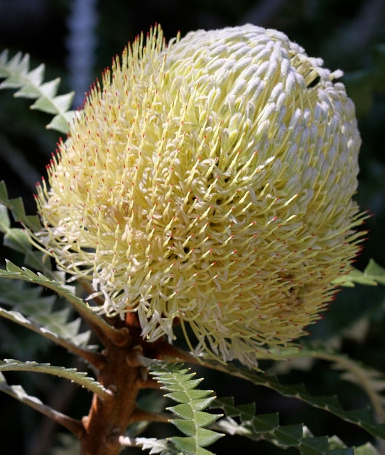 Banksia speciosa