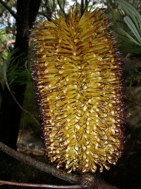 Banksia spinulosa