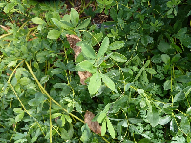 Baptisia alba