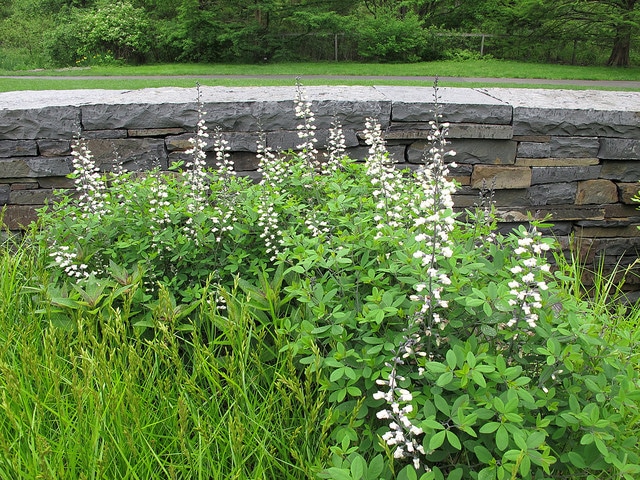 Baptisia alba