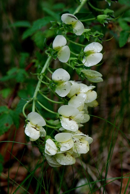 Baptisia alba