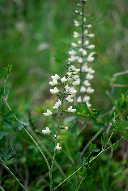 Baptisia alba