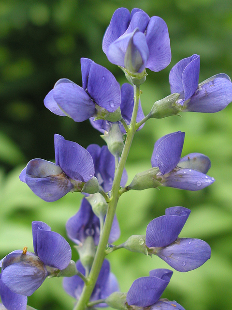 Lupin indigo