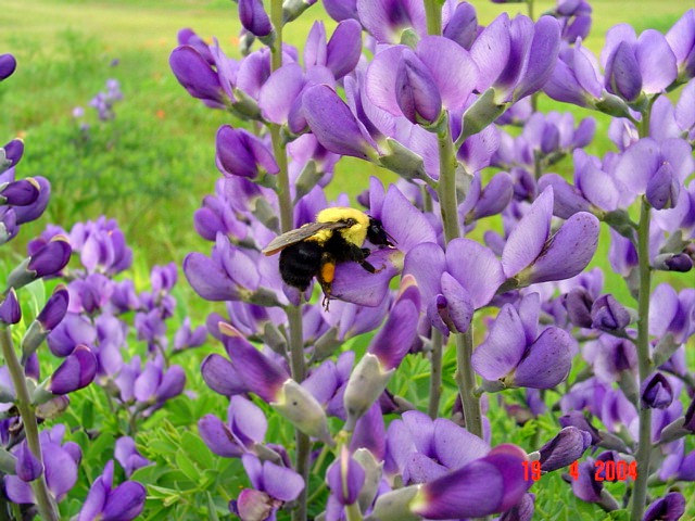 Lupin indigo