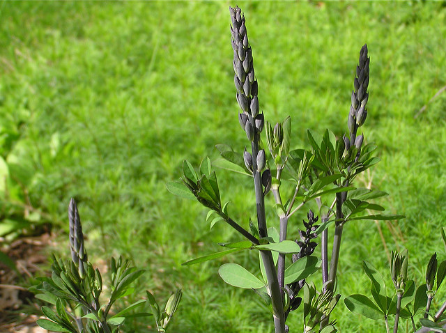 Lupin indigo