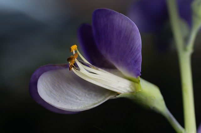 Lupin indigo
