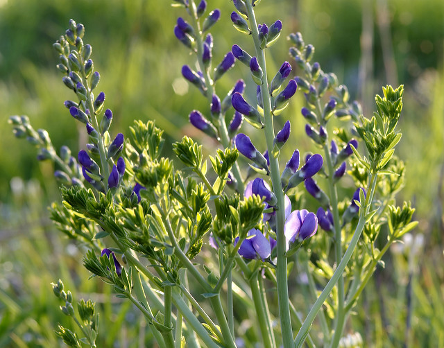 Lupin indigo (Baptisia australis)
