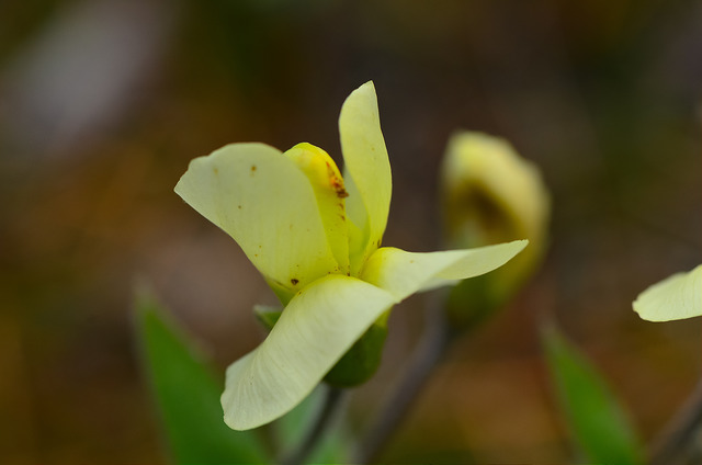 Baptisia bracteata