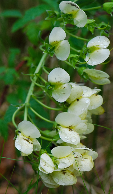 Baptisia bracteata