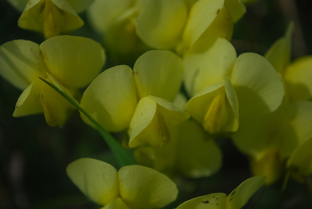 Baptisia bracteata