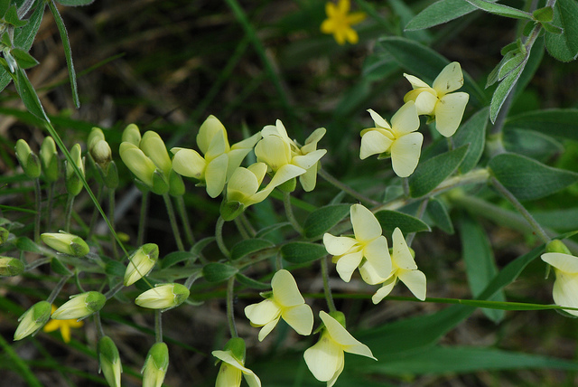 Baptisia bracteata