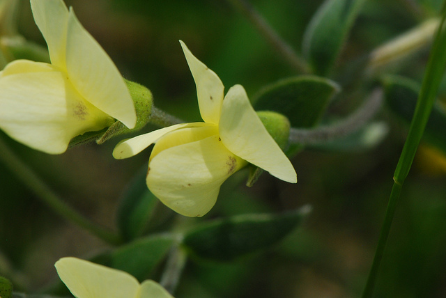 Baptisia bracteata