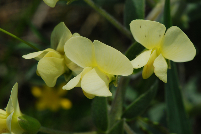Baptisia bracteata (Baptisia bracteata)