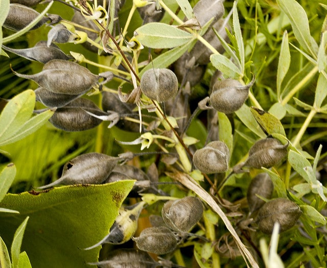 Faux indigo crème (Baptisia leucophaea)