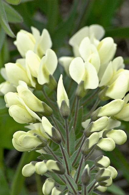 Faux indigo crème