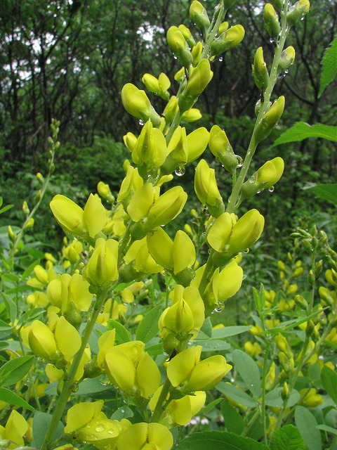Faux indigo jaune