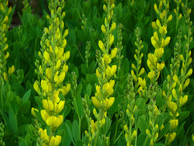 Faux indigo jaune