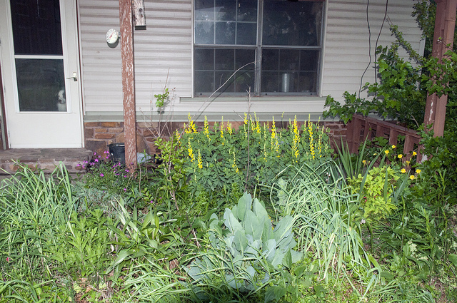 Faux indigo jaune (Baptisia sphaerocarpa)