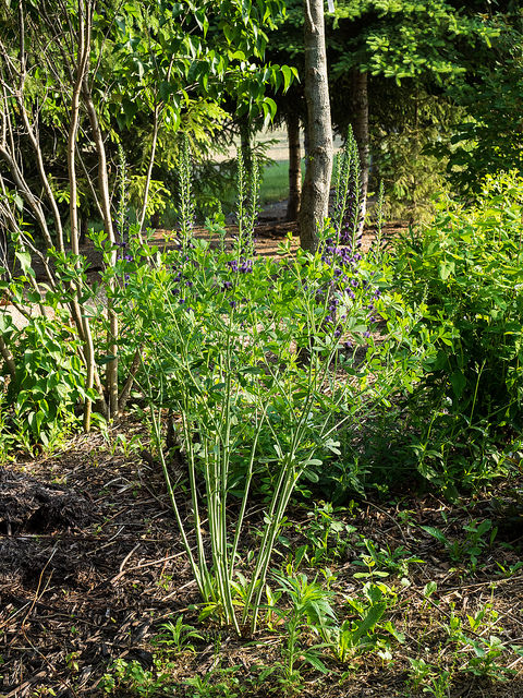 Baptisia tinctoria