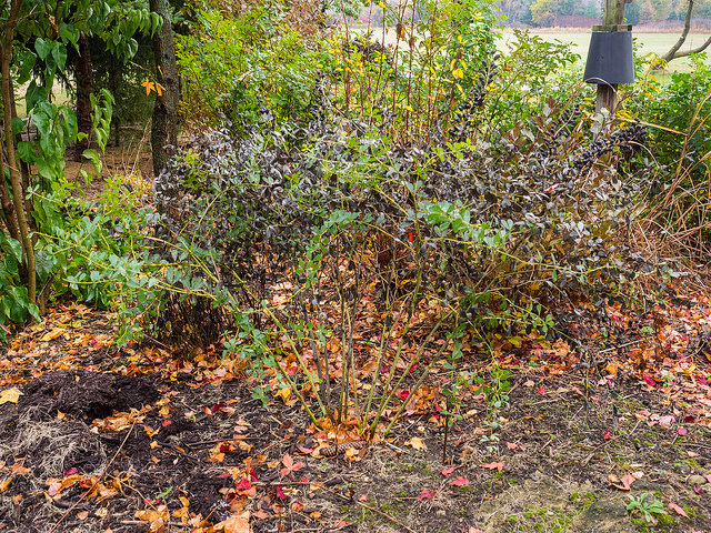 Baptisia tinctoria