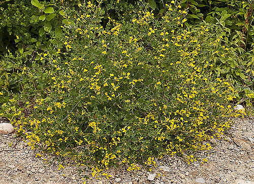 Baptisia tinctoria