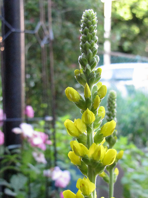 Baptisia tinctoria