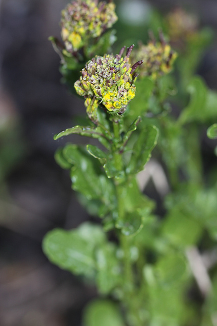 Barbarea orthoceras