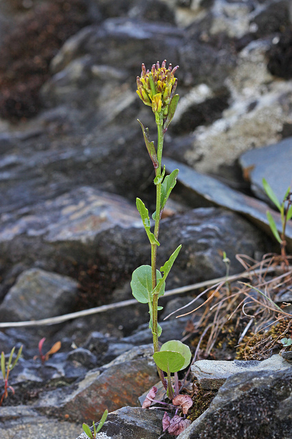 Barbarea orthoceras