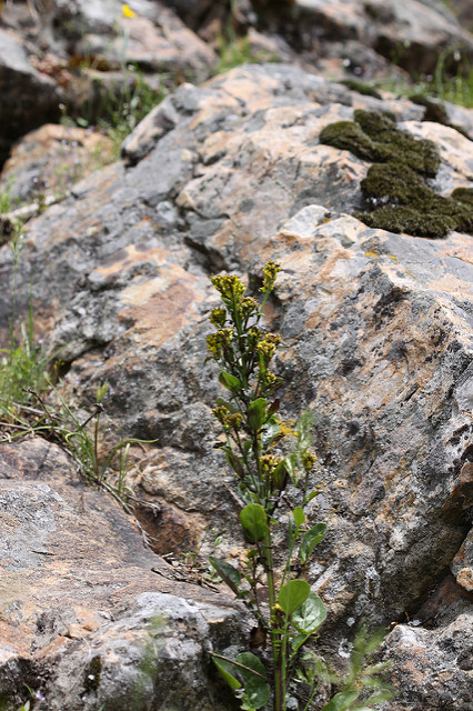 Barbarea orthoceras