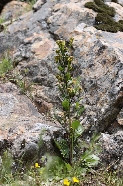 Barbarea orthoceras