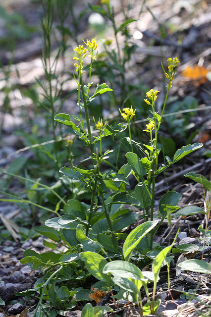 Barbarea orthoceras