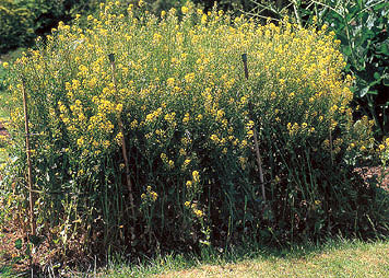 Barbarée commune (Barbarea vulgaris)