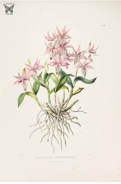 Barkeria spectabilis (Barkeria spectabilis)