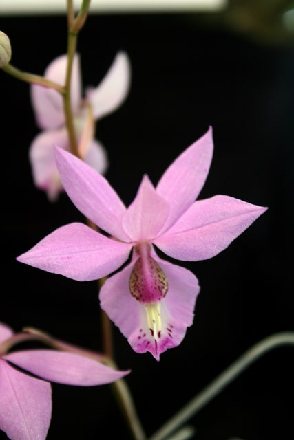 Barkeria spectabilis