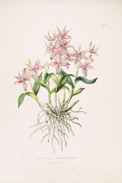 Barkeria spectabilis