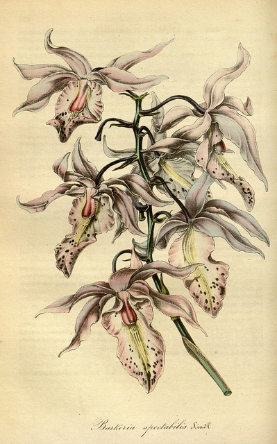 Barkeria spectabilis