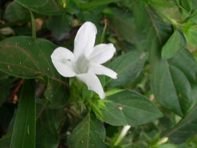Barleria cristata