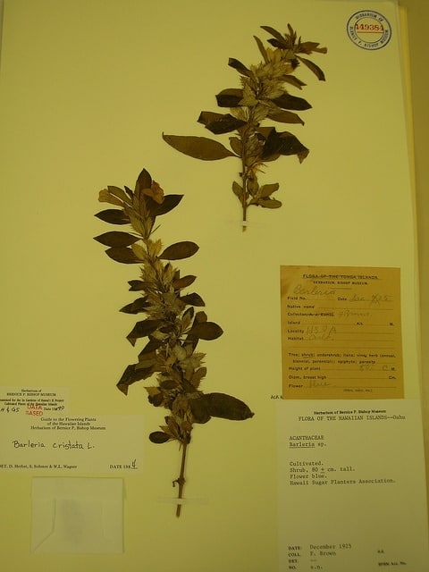 Barleria cristata