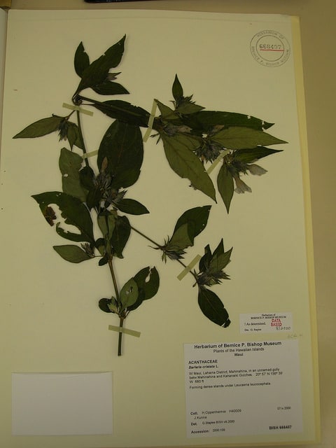 Barleria cristata