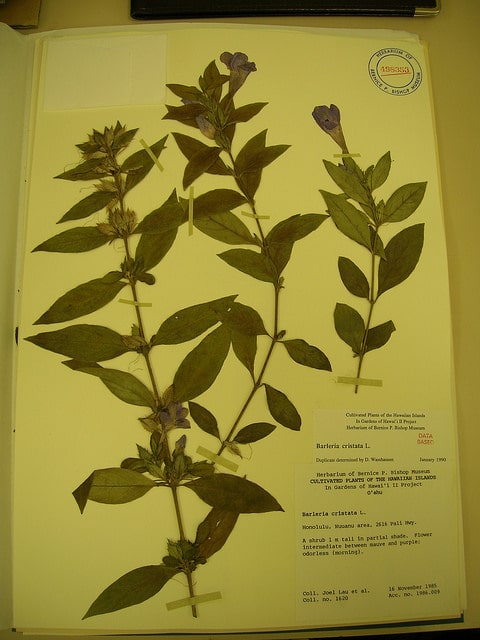 Barleria cristata