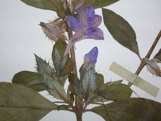 Barleria cristata (Barleria cristata)
