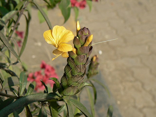 Barleria lupulina