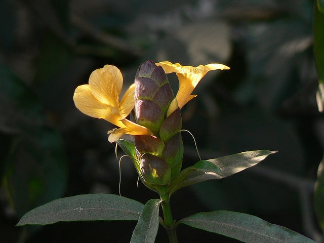 Barleria lupulina